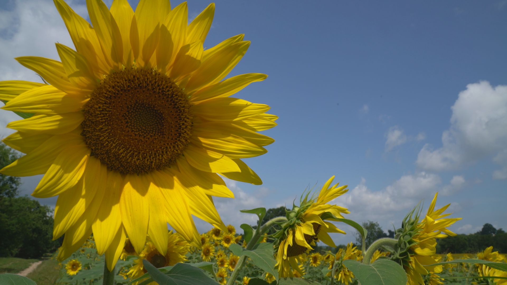 Sunflowers blossom at Forks of the River